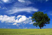 画像をギャラリービューアに読み込む, スティック香 木春