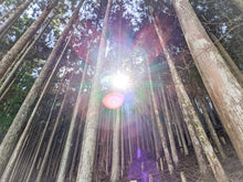 画像をギャラリービューアに読み込む, スティック香 檜馨