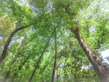 画像をギャラリービューアに読み込む, スティック香 爽風