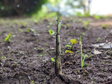 画像をギャラリービューアに読み込む, スティック香 和土